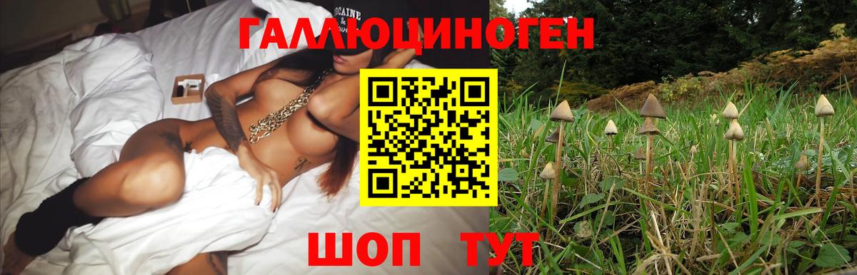 Галлюциногенные грибы Psilocybe Барнаул